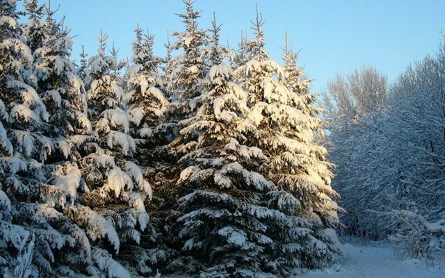 Почему деревьям хвойных пород не страшны зимние морозы?
