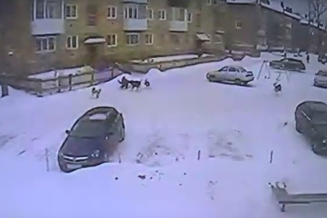 Нападение стаи бродячих собак на школьника в Североуральске