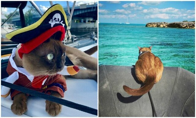 Кошка-морячка очаровала пользователей сети