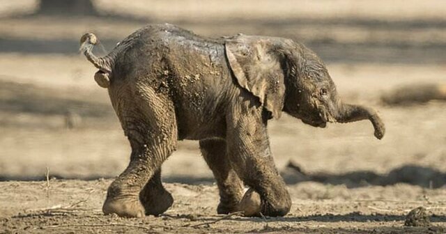 Видео: невероятно трогательный слоненок делает свои первые шаги