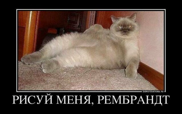 Кошачьи демотиваторы