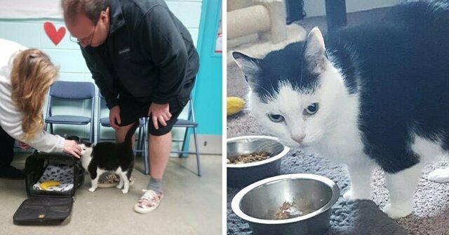 Самая ужасная кошка в мире по кличке Пердита нашла новый дом