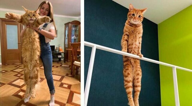 30 фотографий ну очень длинных кошек