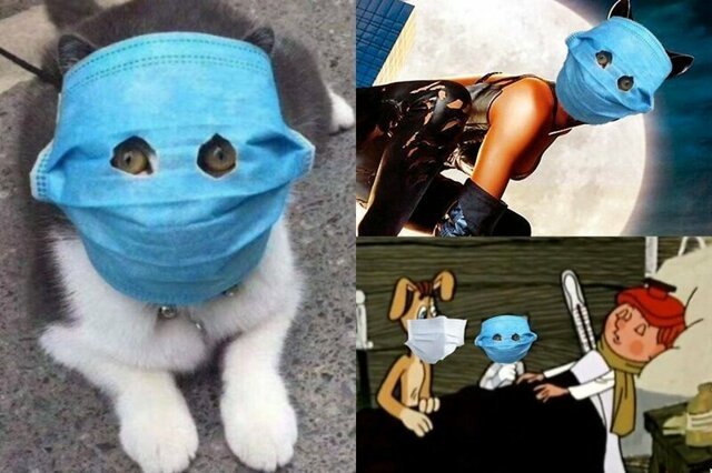 Коронавирусу посвящается: в Сети придумывают фотожабы с котом в маске, и получается феерично