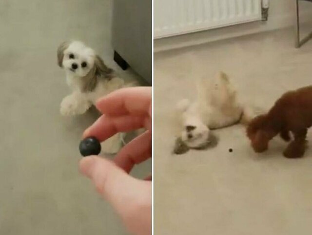 Пёс прервал веселый забег своей подруги, съев её "игрушку"