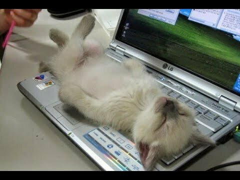 Коты спят в смешных позах