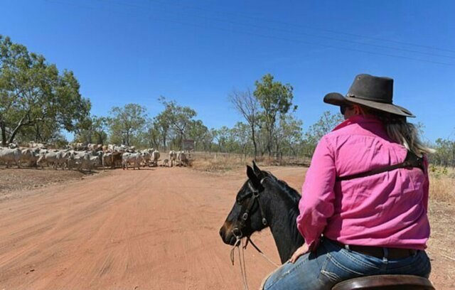 Австралийца арестовали за разговор по телефону на лошади