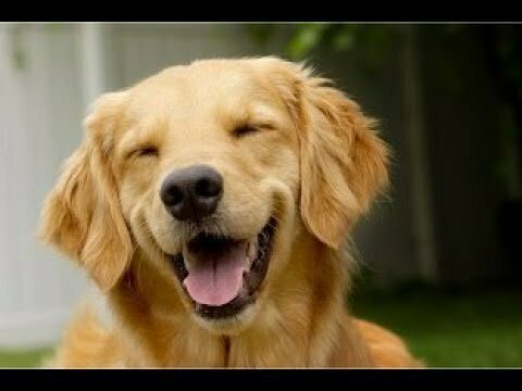 Позитивные собаки и щенки