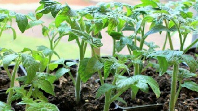 Когда сеять рассаду томатов в феврале-марте 2020 года – памятка-календарь для огородника