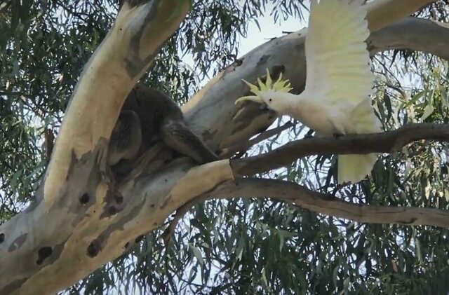Возмущенный попугай защищает своё дерево от незваного гостя