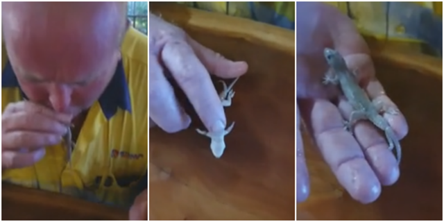 Мужчина спас геккона, сделав ему искусственное дыхание