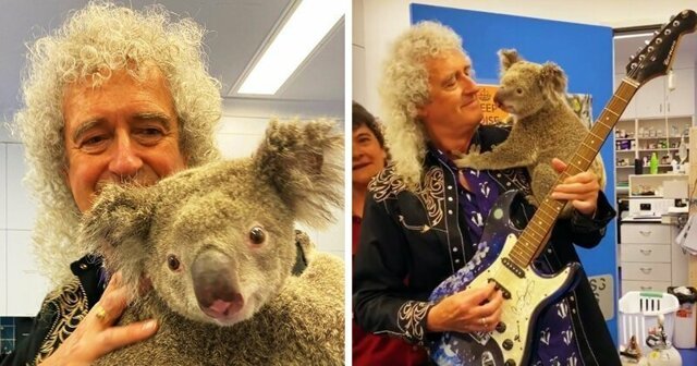 Гитарист Queen устроил концерт для спасённых от пожара коал