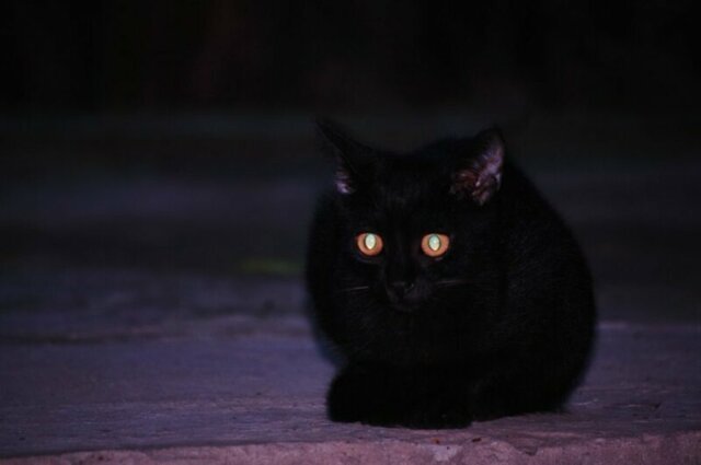 Мистика взгляда: почему у кошек светятся глаза в полумраке и темноте?