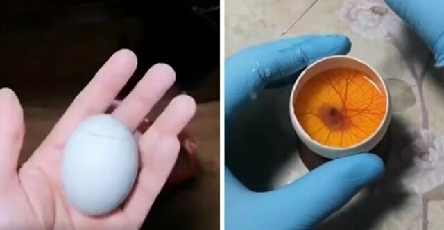 Эксперимент: развитие цыпленка в открытом яйце