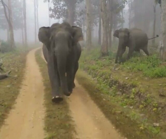 Агрессивные слоны устроили погоню за туристами