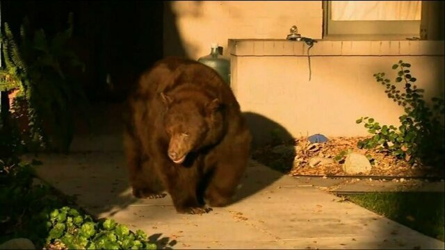Большая медведица прогулялась по улицам Лос-Анджелеса