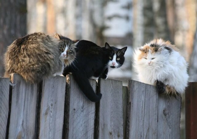 Деревенские коты