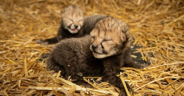 Первые детеныши гепарда, рожденные в результате ЭКО