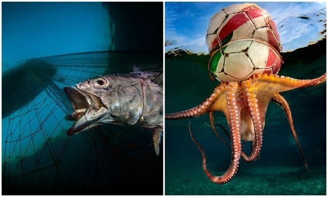 Полное погружение: лучшие фотографии подводного мира 2020