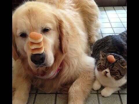 Доказательства дружбы котов и собак