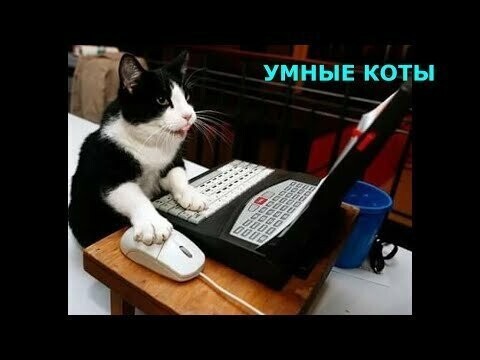 Самые умные коты в Интернете