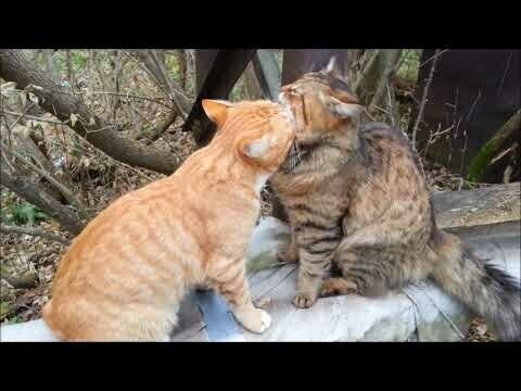 Кошки - очарование мое