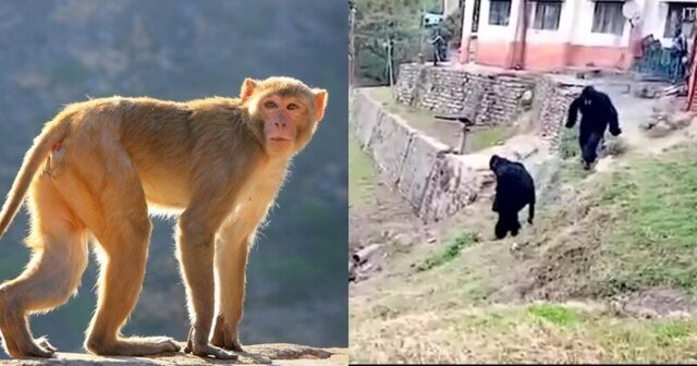 Пограничники в Индии переоделись в горилл, чтобы отпугнуть мелких обезьян