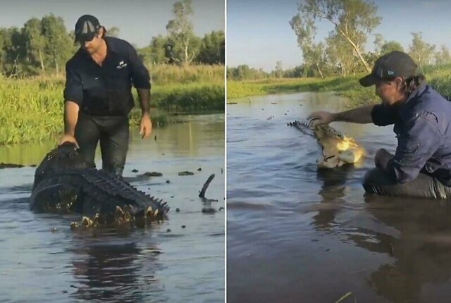 Необычная дружба крокодила и человека