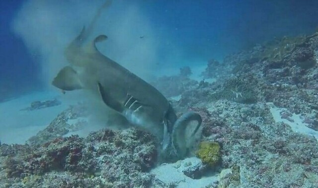 Молниеносная атака голодной акулы на осьминога