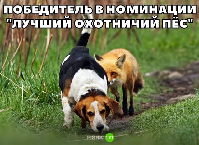 Прикольные и смешные картинки