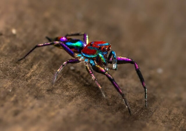 Фотографу-любителю удалось сфотографировать самого красочного в мире паука