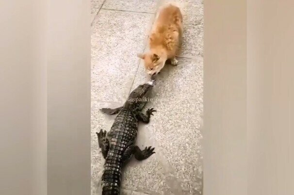 "Это моя добыча!": кот попытался отобрать еду у аллигатора