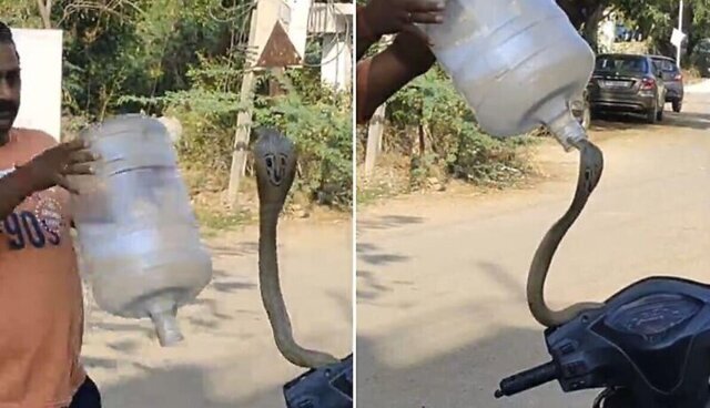 Змеелов поймал кобру с помощью бутыли