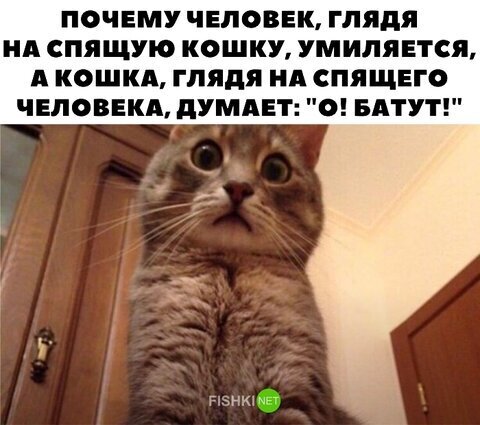 Прикольные и смешные картинки