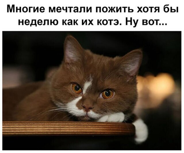 Прикольные и смешные картинки