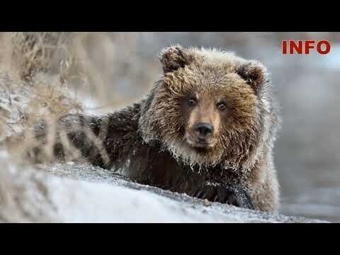 Пещерные медведи вымерли из-за большого носа