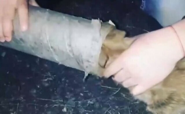 В Хакасии полицейские спасли попавшего в беду любопытного щенка
