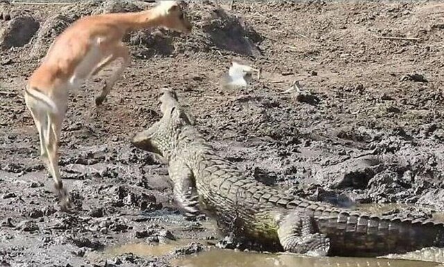 Антилопа спаслась из пасти крокодила
