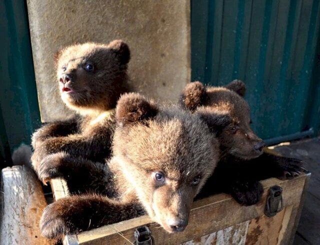 В челябинский приют привезли трех бурых медвежат
