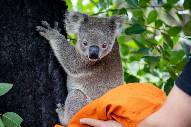 Австралийских коал, пострадавших от пожаров, начали выпускать обратно в лес