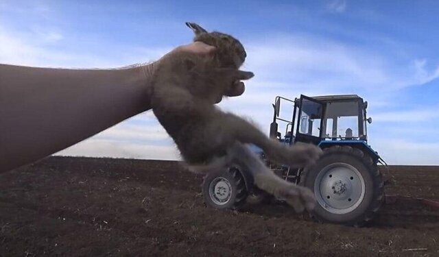 Тракторист спас спрятавшегося в поле зайца