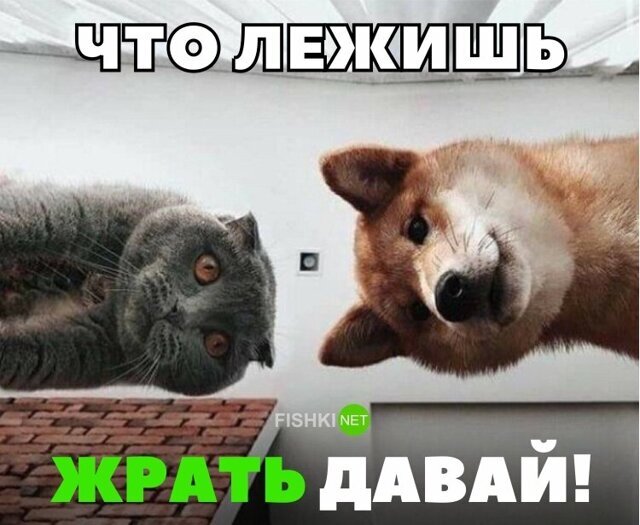 Прикольные и смешные картинки