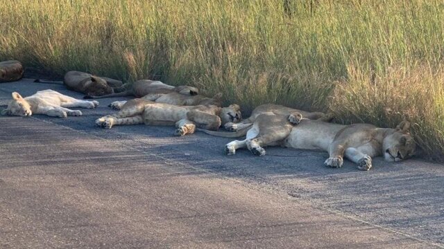 Львы вздремнули на дороге