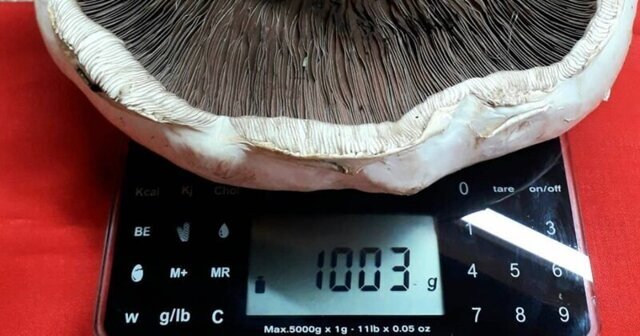 Господин Шампиньон:  в Иркутске вырастили гриб весом больше 1 кг