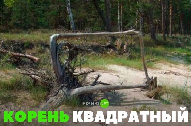 Смешные картинки