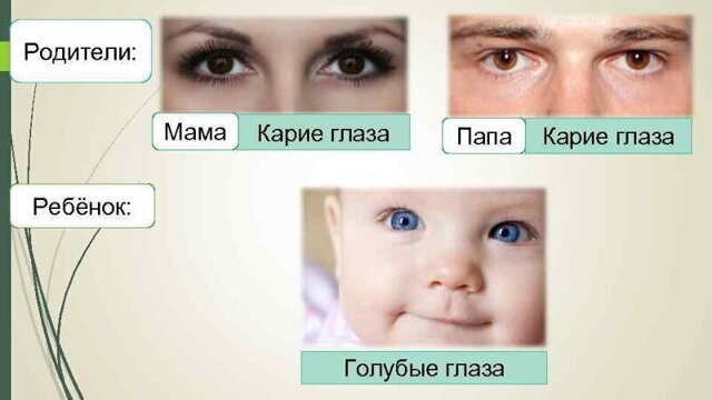 Загадки генетики: действительно ли у пары с карими глазами может родиться голубоглазый малыш?