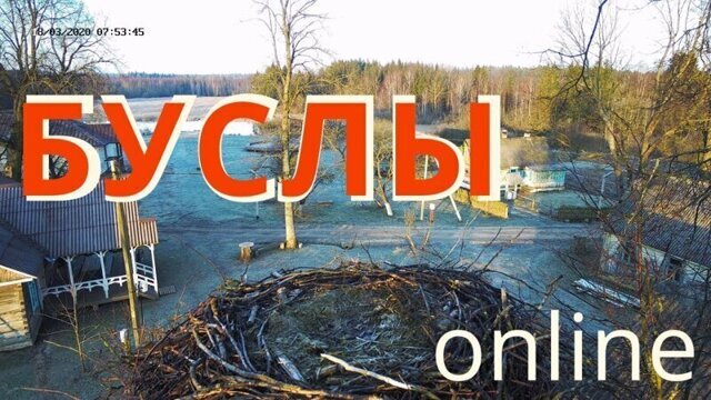 HD-онлайн из гнезда пары аистов