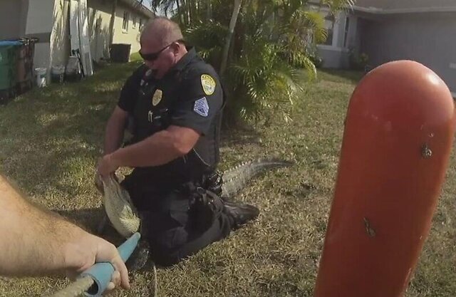Полицейский оседлал крокодила, забравшегося в чужой двор