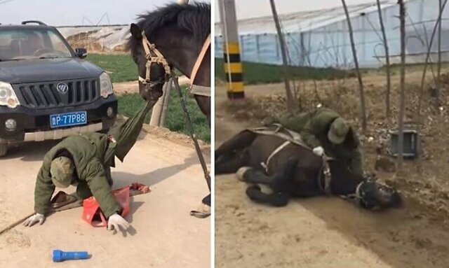 Лошадь помогла человеку, который упал с инвалидной коляски