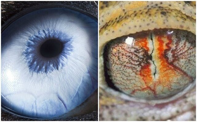 Завораживает: глаза животных в объективе фотографа